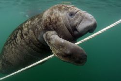 Hanging Around,taken at Crystal River FL. Camera Nikon D-... by Ray Eccleston 